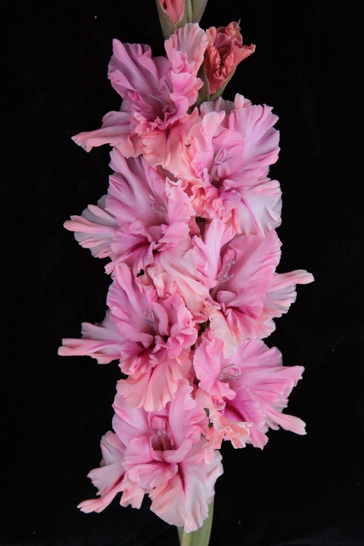 Гладиолус крупноцветковый Амурное Настроение